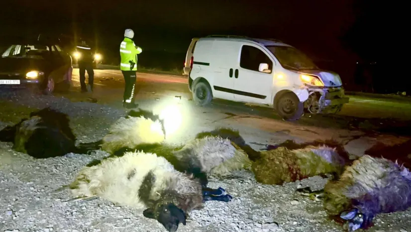 Malatya'da araç koyunların arasına daldı: 12 koyun telef oldu