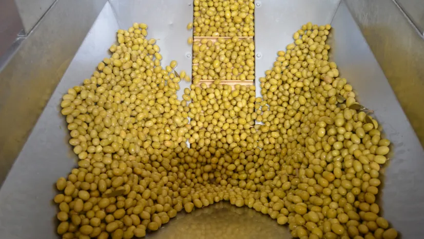 Sofralık zeytin ihracatı yeni sezona yüzde 13'lük artışla girdi