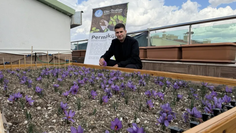 Ülkü Ocakları Genel Merkezi'nin Terasında Safran Hasadı!