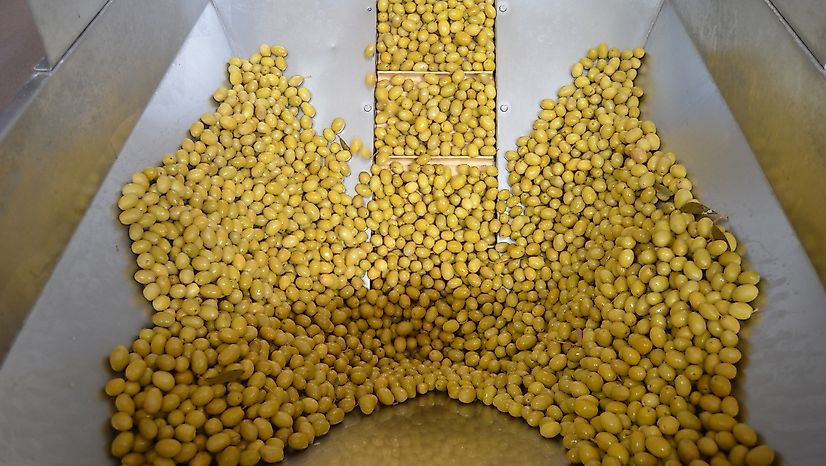 Zeytin ve Zeytinyağında 15 Bin Tonluk Kanada Hedefi