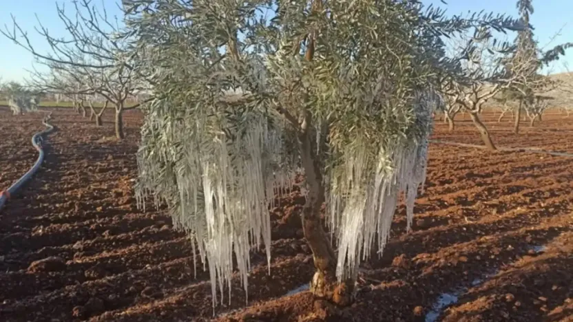 2026 TARSİM Kararı Yayımlandı: Tarımda Risklere Karşı Yeni Güvence