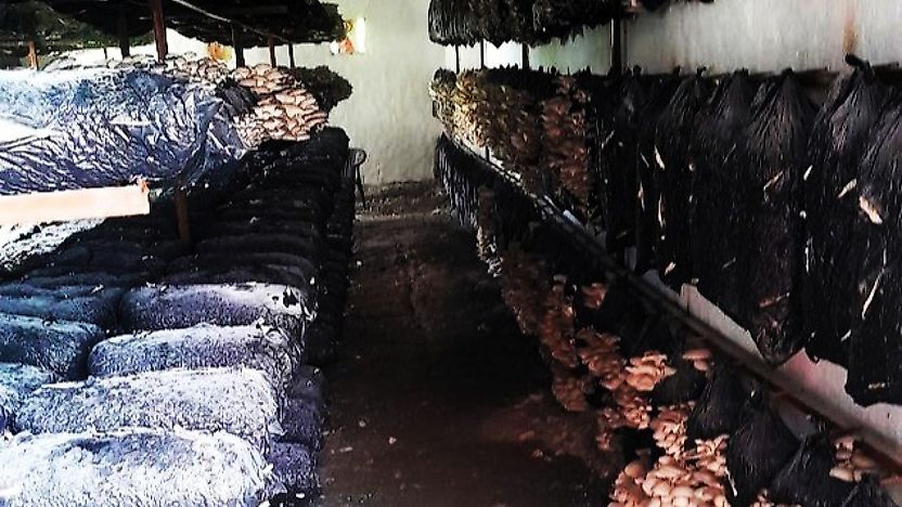 Akçadağ ve Doğanşehir'de Mantar Üretimine Yakın Takip