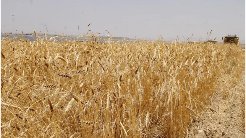Anadolu Tarım İşletmesi 327 Ton Buğdayı İhaleyle Satacak