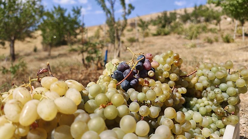 Bağ Bozumu Başladı: Malatya Tarımında Alternatif Ürün Çağrısı