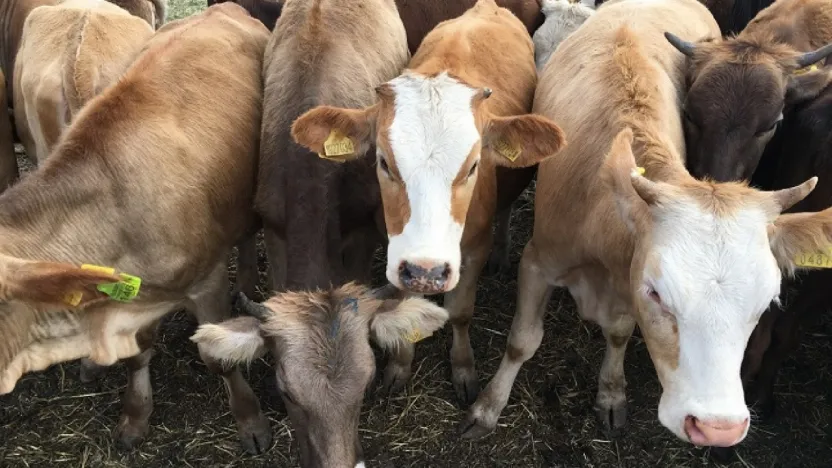 Besilik Hayvan İthalatında 2026 Takvimi Açıklandı