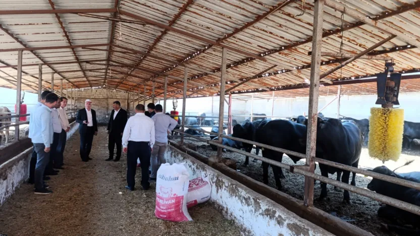 Bu yıl görülen şap virüsü daha ölümcül ve tehlikeli boyutta seyrediyor