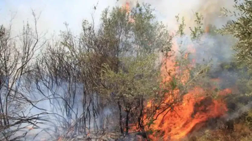 Çanakkale ve Bolu'da orman yangını