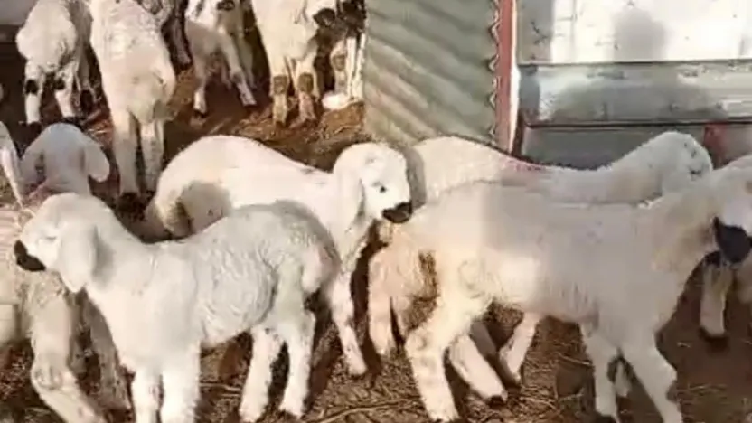 Darende'de Hayvancılık Alarm Veriyor: Maliyetler Yükseliyor, Gençler Uzaklaşıyor