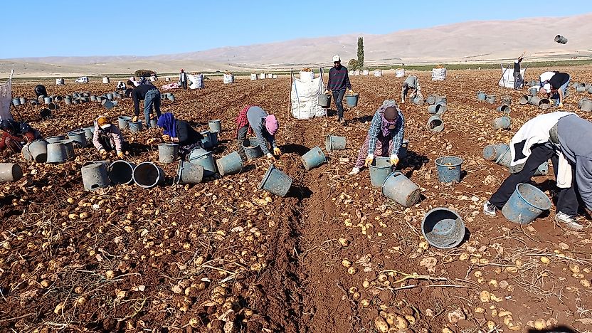 Darende'de Patates Bereketi: 20 Bin Ton Rekolte Bekleniyor