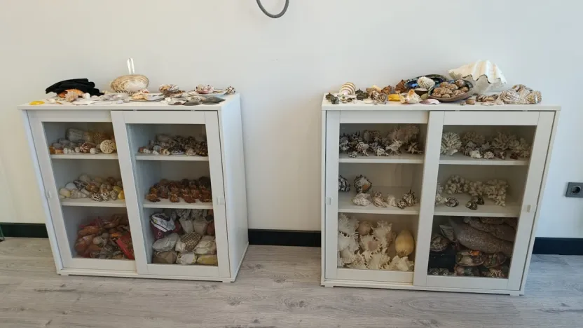 Deniz Kabuğu Sevdası Takıya ve Dekora Dönüştü