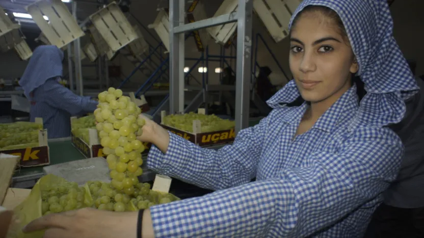Diyabet hastalarının yolunu dört gözle beklediği Superior Seedless üzümü sofralardaki yerini aldı