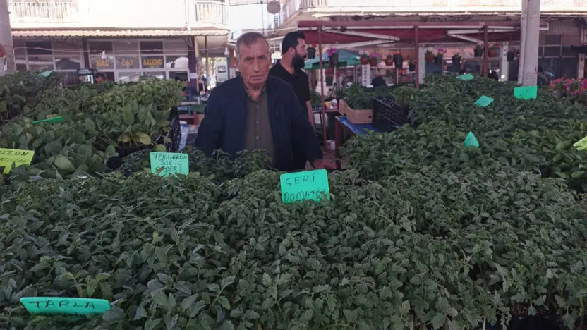 Don felaketinden sonra sebze fidelerine talep arttı