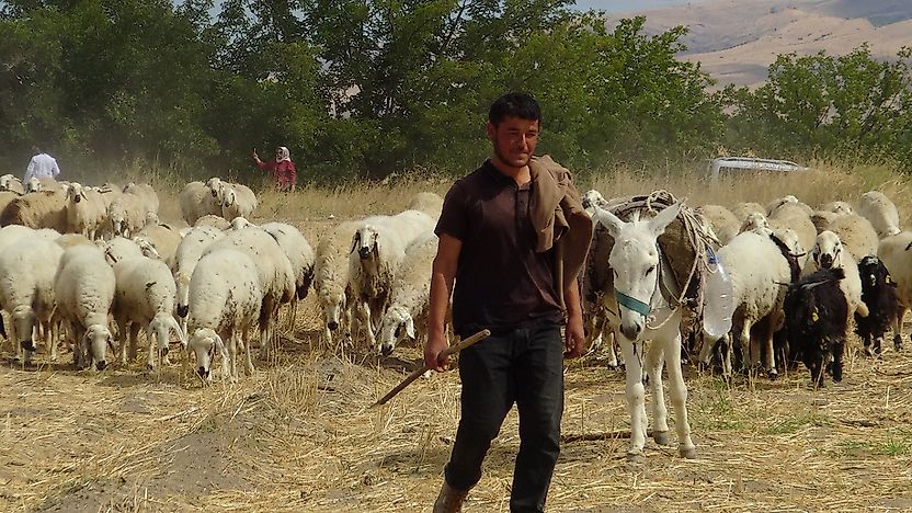 Hayvan yetiştiricileri: En büyük sorunumuz çoban ve mera