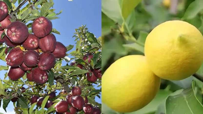 İç Piyasa İstikrarı İçin Elma ve Limon İhracatı Kontrol Altında