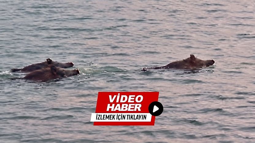 Karakaya Barajı'nda İlginç Anlar: 3 Yaban Domuzu Suda Görüntülendi