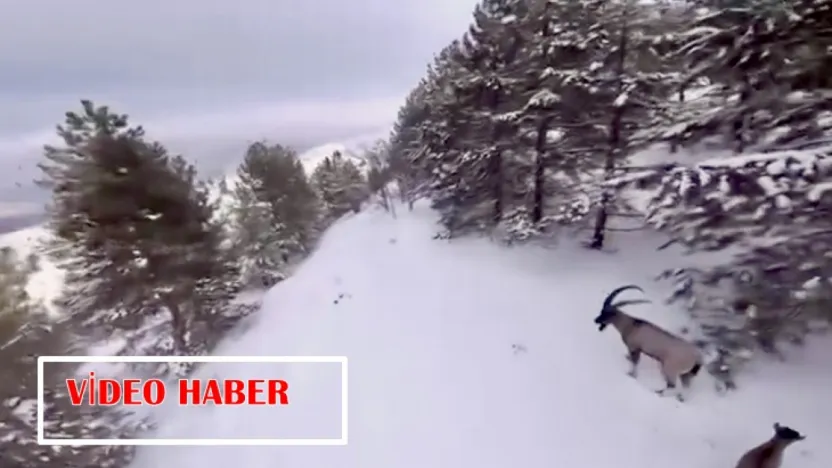 Karla Kaplı Dağlarda Dağ Keçileri Drone'a Takıldı