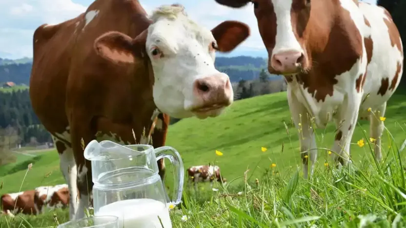 Kasım'da İçme Sütü ve Tereyağı Üretimi Geriledi