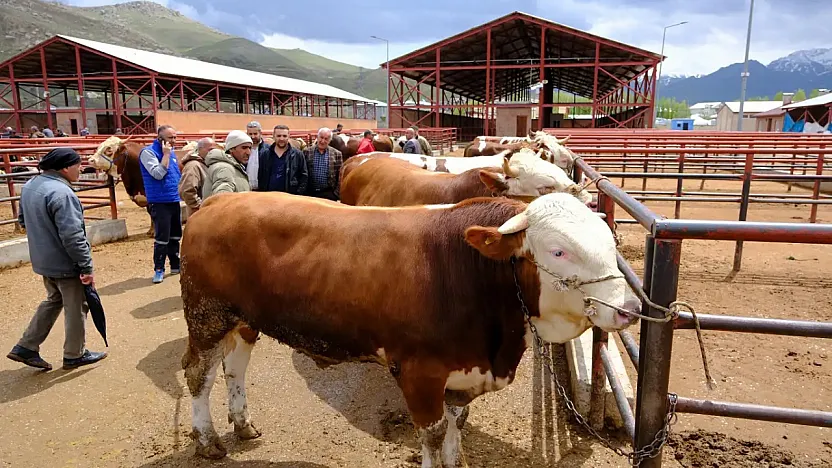 Kesimhane ve Hayvan Satış Yerlerinde Yeni Dönem: Tanımsız Hayvanlara Karantina