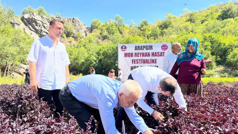 Kozluk Çayı Kenarında Mor Reyhan Tarlası Şenlik Alanına Döndü