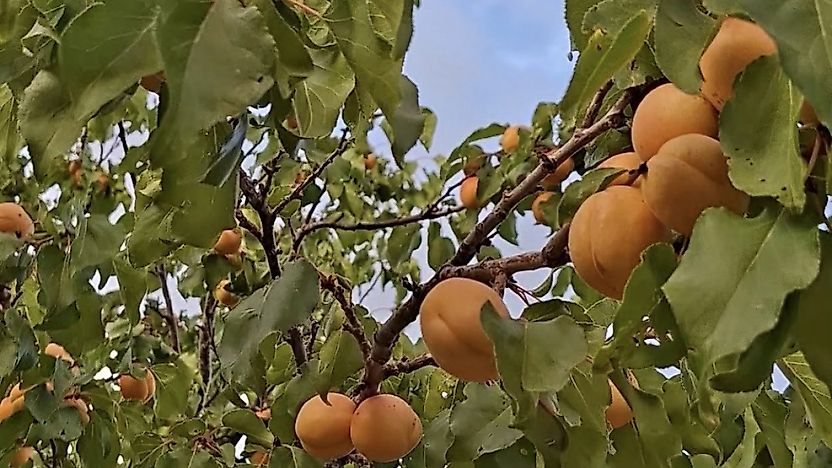 Kuluncak'ta Kayısı Sürprizi: Eylül Ayının Son Günlerinde Hasat Devam Ediyor
