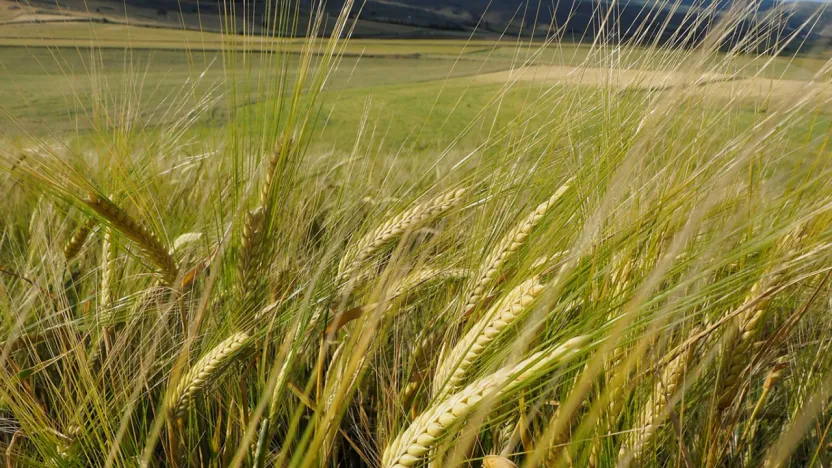 Küresel Arpa Piyasası Büyüyor: 2033'te 32,5 Milyar Dolarlık Dev Pazara Doğru