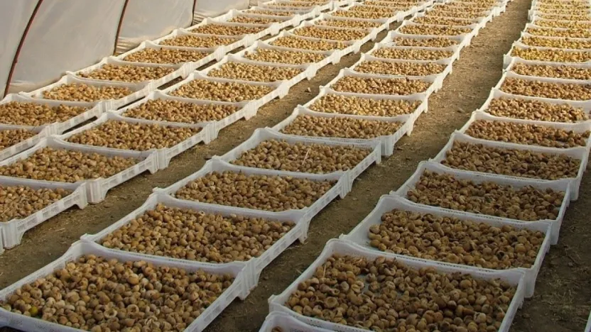 Kuru incirde aflatoksin ve okratoksinle mücadele için üreticilere 19 bin kerevet dağıtıldı