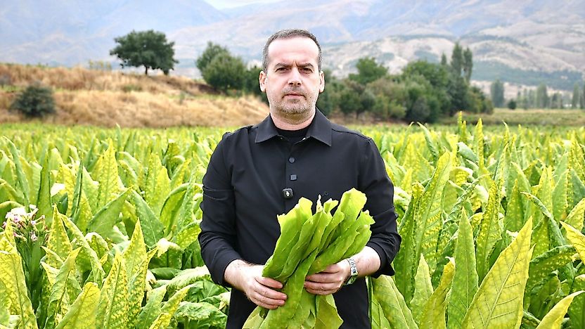 Kurucaova'da Tütün Üreticileri Dertli: Fiyatlar Düştü, Maliyetler Arttı