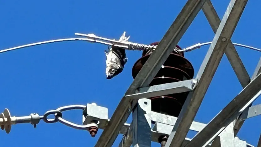 Leylek, Balık ve Elektrik Hattı: 'Görmeden İnanılmaz' Kesinti