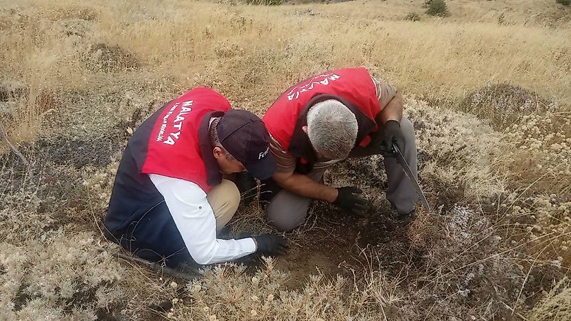 Malatya'da Hububat Tarlalarında Süne Alarmı: Ekipler Sahada
