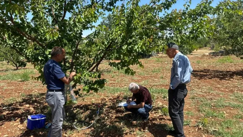 Malatya'da kayısı bahçelerinde şarka hastalığına karşı sürvey çalışması yapıldı