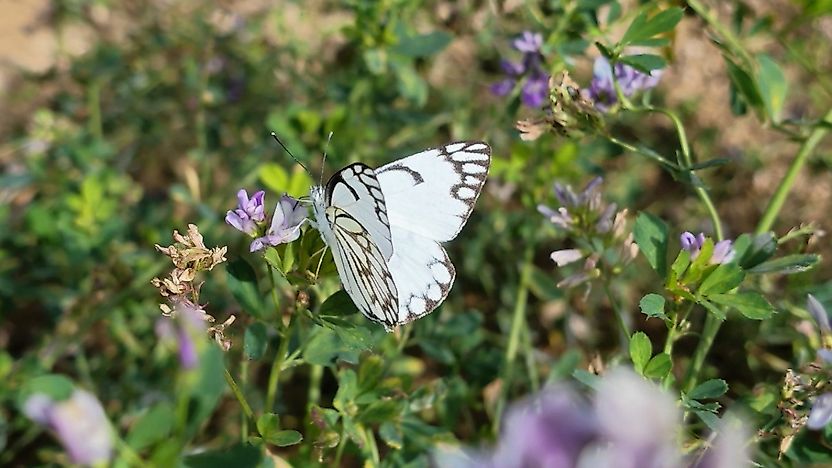 Malatya'da Nadir Görülen Kelebek Yeniden Ortaya Çıktı