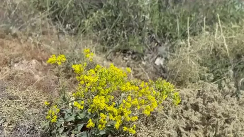 Malatya'da şifa arayanlar dağları gezerek kantaron topluyor