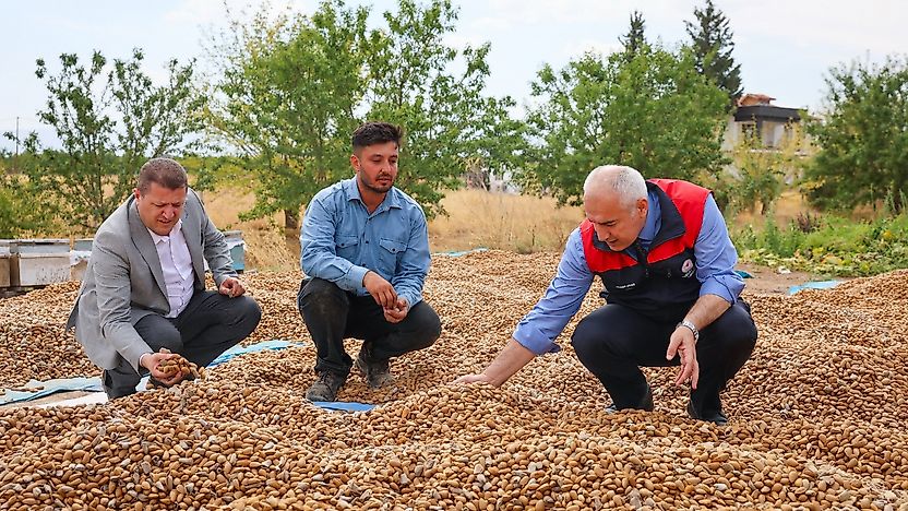 Malatya Tarımında Yeni Dönem: 45 Dönümlük Badem Bahçesinde Hasat
