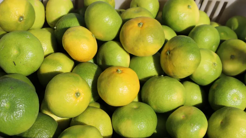 Mandalina ihracatında yeni hedef 1 milyar dolar