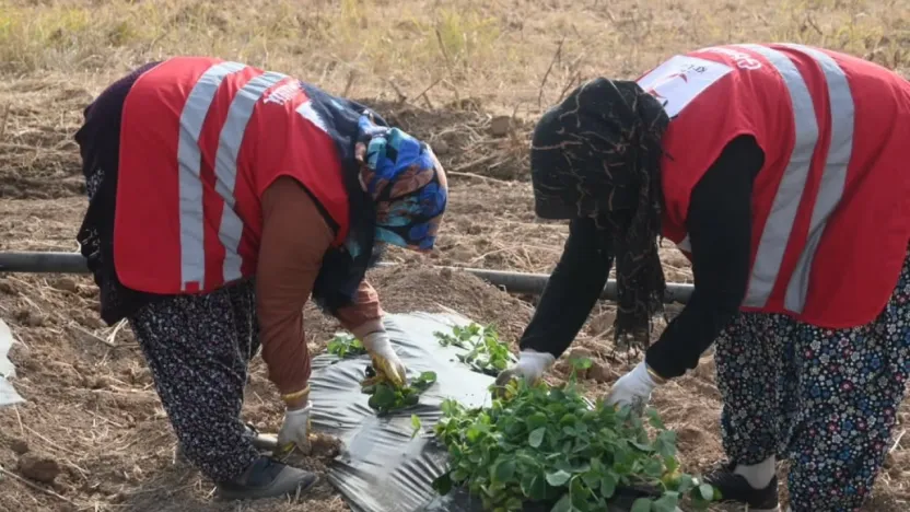 Modern Çilek Yetiştiriciliği Eğitimi Sonrası 12 Üreticiye Hibe Desteği