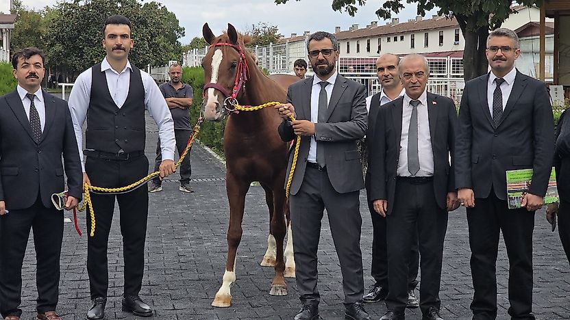 Sultansuyu'nun Tayları Alıcılarla Buluştu: Rekor Fiyatlar