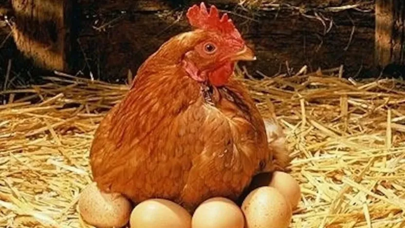 Tavuk eti üretimi 202 bin 521 ton, tavuk yumurtası üretimi 1,52 milyar adet olarak gerçekleşti
