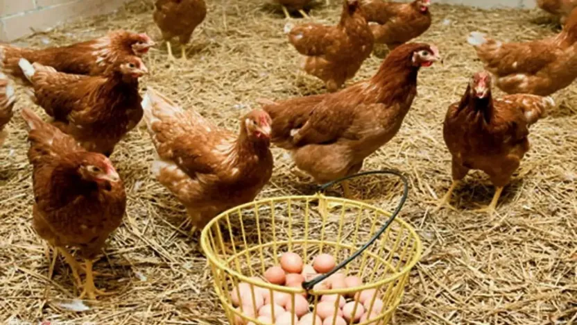 Tavuk eti üretimi 239 bin 876 tona ulaştı