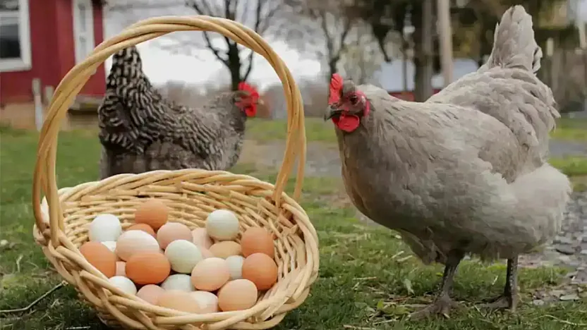 Tavuk eti ve yumurta üretiminde temmuz artışı