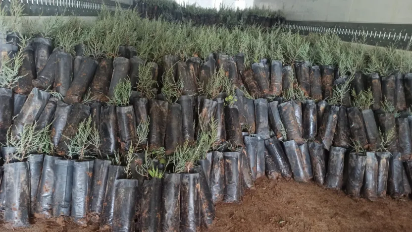 Türkiye'den Türkmenistan'a 50 Bin Fidanlık Yeşil Destek