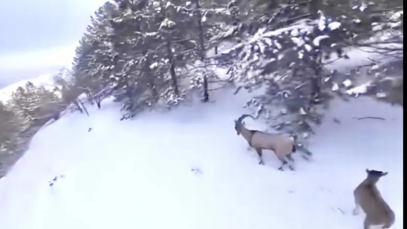 Yaban Hayatına Ağır Darbe: Malatya'da Kaçak Avcıya Yaklaşık 1 Milyon TL Ceza