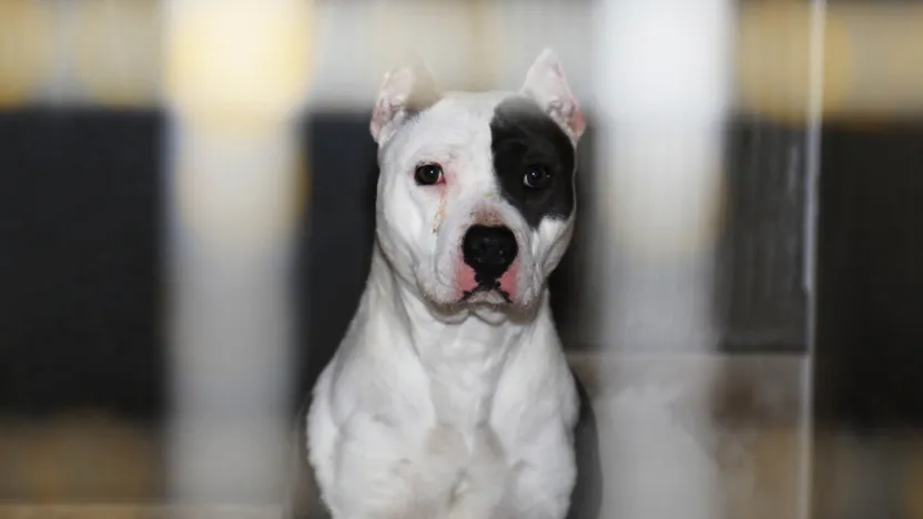 Yargıtay'dan pitbull cinsi köpek için emsal karar