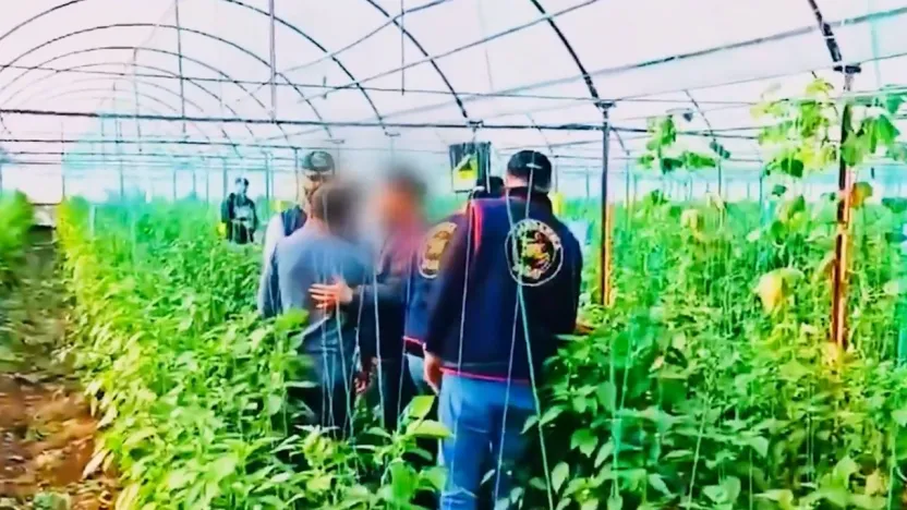 Yerlikaya: 7 yıllık cinayet firarisi sera bahçesinde yakalandı