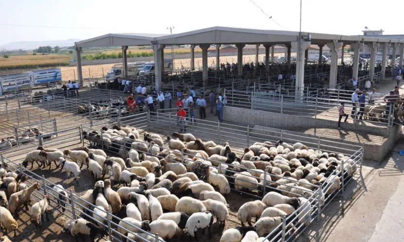 2025 Birinci Dönem Hayvancılık Destekleme İcmalleri Askıya Çıkıyor