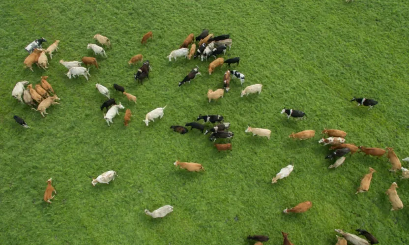 2026 Besilik Hayvan İthalatında Takvim Netleşti