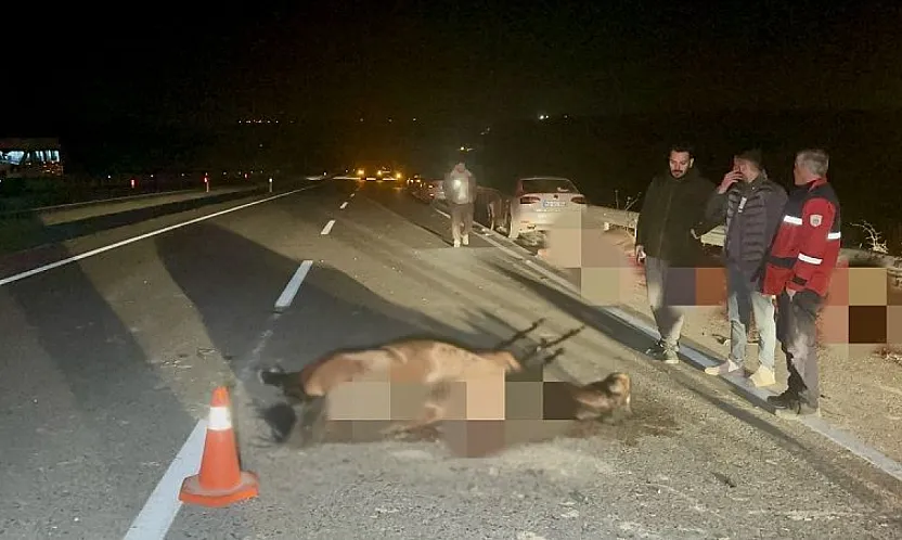 6 Tay Telef Oldu! Sultansuyu'ndaki Olayda Fatura Yönetime Kesildi