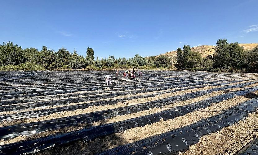 Akçadağ'da tarımsal üretime çilek katkısı