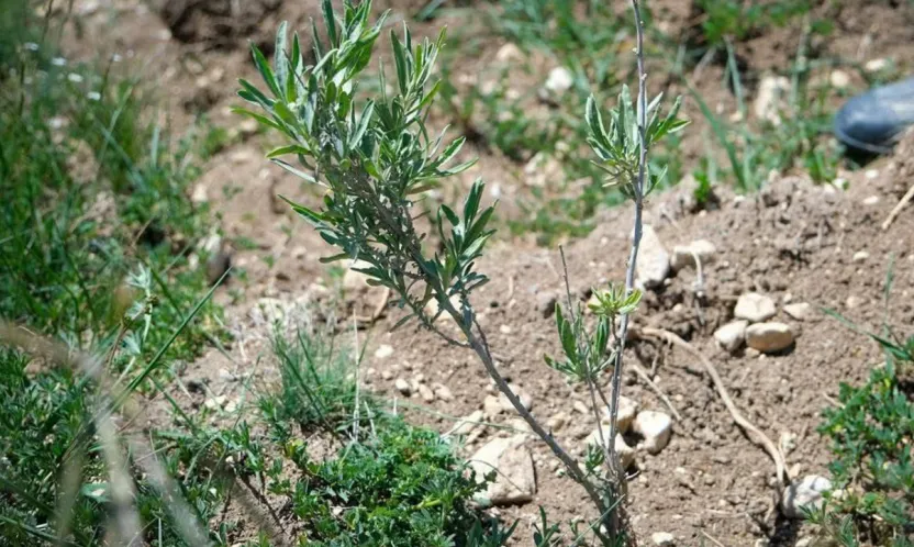 Alternatif yem kaynağı: Tuz çalısı