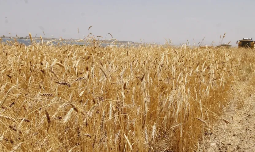Anadolu Tarım İşletmesi 327 Ton Buğdayı İhaleyle Satacak