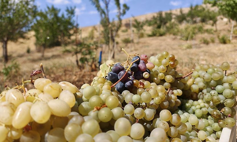 Bağ Bozumu Başladı: Malatya Tarımında Alternatif Ürün Çağrısı